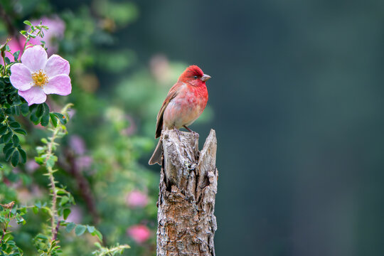 Common Rosefinch