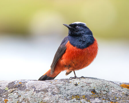 White-capped Redstart