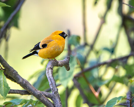 Orange Bullfinch