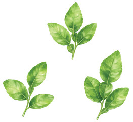 Fototapeta premium Watercolor kaffir lime leaves branch isolated on transparent background