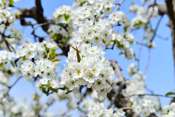 Pear flower in full bloom in spring