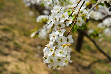 Pear flower in full bloom in spring