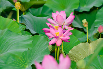 Blooming lotus flowers in the park