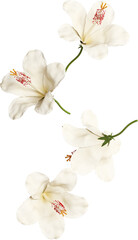 Falling White Hibiscus Flower