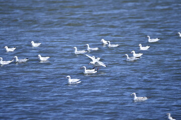 The birds of the sea