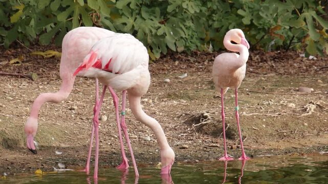 Groupe de flamants roses au bord d&rsquo;un &eacute;tang naturel	