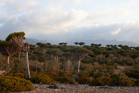 Dragon Blood Trees in the Fermhin Forest of Socotra
