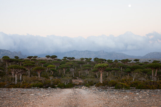 Dragon Blood Trees in the Fermhin Forest of Socotra