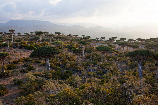Dragon Blood Trees in the Fermhin Forest of Socotra
