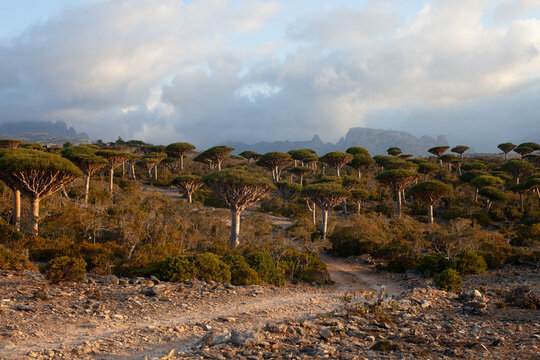 Dragon Blood Trees in the Fermhin Forest of Socotra