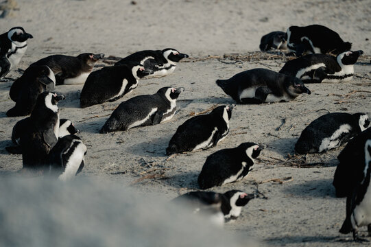 African penguins resting on a sandy beach as the sun sets