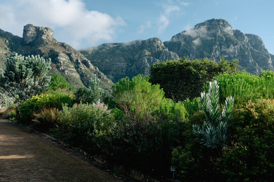 Nature trails lead to mountains in Kirstenbosch Botanical Gardens