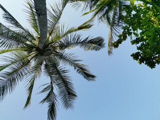 Palm tree against blue sky view from below, tropical beach and summer backgroun © Alevtina