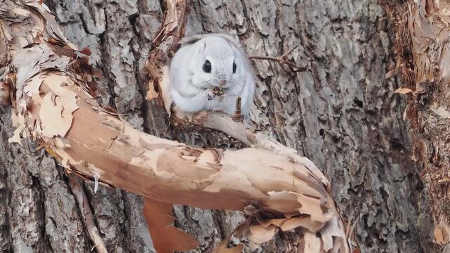 お食事中のエゾモモンガ