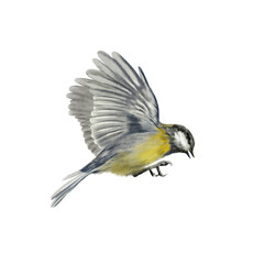 Chickadee bird in mid flight with wings fully spread,captured in a dynamic side view.Painted with soft watercolor washes.Illustration for garden themes,educational,spring or Easter projects © AnKa