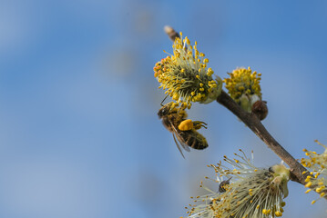 Honey bee busily collecting pollen from delicate pussy willow flowers under a bright blue sky, playing a vital role in pollination and supporting ecosystem health on a sunny spring day © wifesun