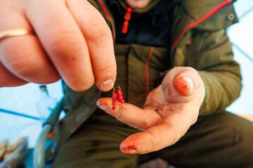 Close up shows gloved hands threading bright red maggots onto a small hook. Warm hands contrast cool diffused light in a winter tent, indicating a frozen lake outing.