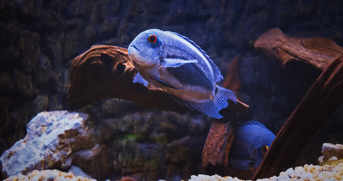 Blue Fish Uaru Swimming In Aquarium, Side close-up View. Uaru Cichlid Or Uaru Amphiacanthoides, Uaru Or Triangle Cichlid. Native To The Fast-moving Waters Of The Amazon. Mature Fish Have Bright Yellow