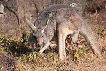 カンガルー