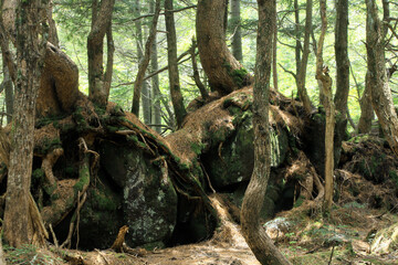 白駒の池・苔と原生林