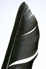 Detailed macro photograph of a bird feather fragment showing natural texture, structure, and pattern.