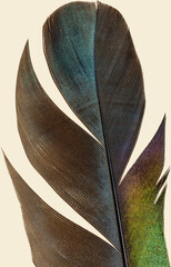 Detailed macro photograph of a bird feather fragment showing natural texture, structure, and pattern.