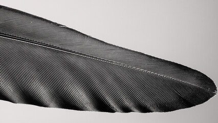 Detailed macro photograph of a bird feather fragment showing natural texture, structure, and pattern.