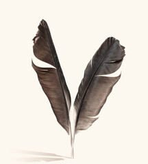 Two feathers with the faces of a man and a woman stand on the surface, casting a shadow.