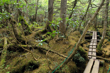 白駒の池・苔と原生林