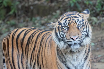 Fototapeta premium スマトラトラ