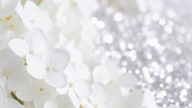  綺麗な白い紫陽花の花の背景素材