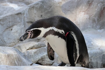 フンボルトペンギン