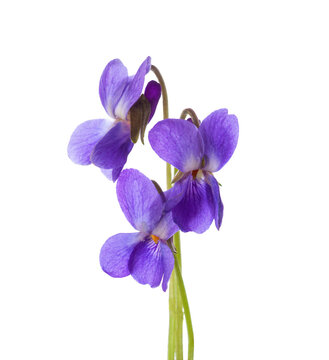 Early spring flowers ( Viola odorata) isolated on white background.  Wood Violet.