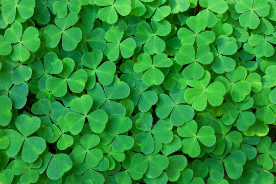 Fresh three-leaved Shamrocks as natural green background.  St. Patrick's day holiday symbol.  Top view. Selective focus.