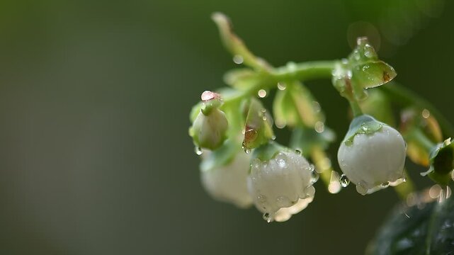 Blueberry or Vaccinium flowers on natural background.
