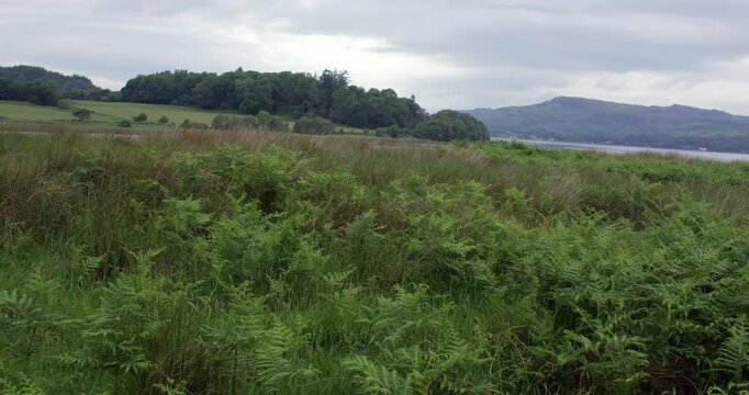Wide shot looking across Eilean Traighe on Loch Etive with ferns and bracken