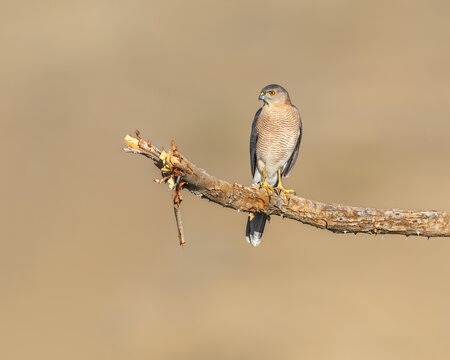 Shikra