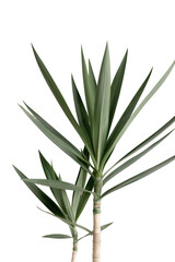 Obraz premium Plant features tall narrow green leaves arranged in a vertical structure, cut out on a transparent background for easy use in various designs