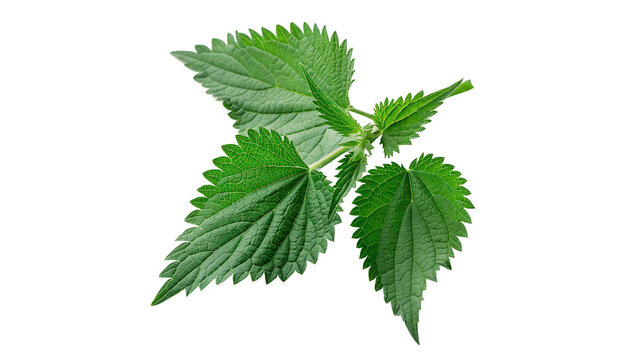 Close view of fresh stinging nettle leaves   isolated on transparent background cut out