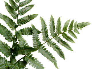 Delicate leaves of a shrub are cut out and displayed on a transparent background. This element can be used for various design purposes and arrangements