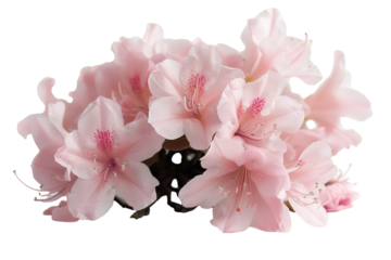 Bright pink azalea blossoms are cut out and placed on a transparent background. The flowers show vibrant colors and delicate detail with their petals and stamen