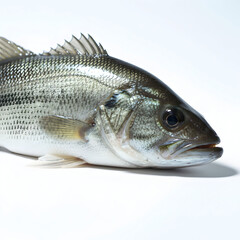 Fresh bass with glistening scales in a variety of from silver