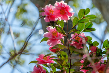 冬の光を浴びて逆光に透ける美しいピンク色の椿の花