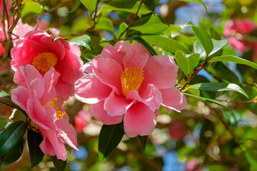 庭園に咲く鮮やかなピンク色の椿の花と緑の葉のクローズアップ