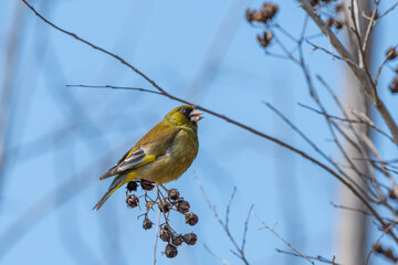 青空を背景に枯れ木に止まり木の実を食べるカワラヒワの野鳥