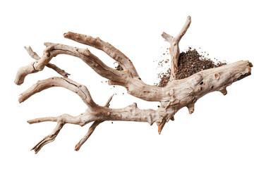 Fototapeta premium Roots with soil fragments are shown on a transparent background. The curves of the roots are visible, providing a natural look suitable for different uses in art or design