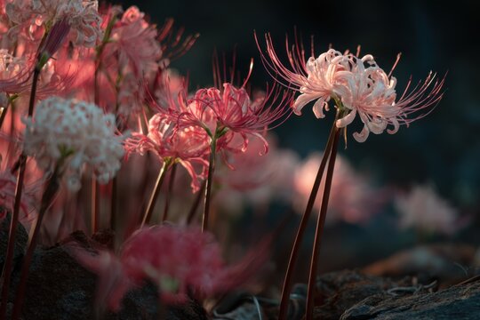 Close-up of a group of lycoris blooms catching early morning light, fine spider-like shadows falling on dry soil