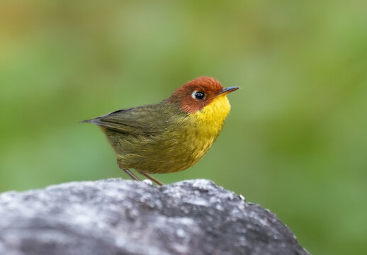 chestnut headed tesia on a rock 