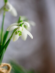 Fototapeta premium Macro view of snowdrop blossoms with green stems against soft blurred background.Concept of International Women’s Day March 8, nature renewal, elegant postcard, spring floral design.