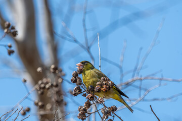 青空の下で枯れた木の実をついばむカワラヒワの採餌風景